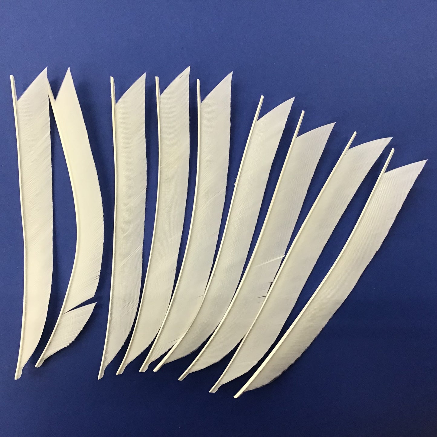 Arrow parts: Turkey cut feathers
